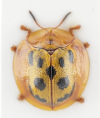 Coptocycla undecimpunctata