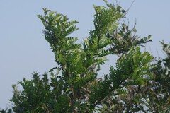 Zanthoxylum capense