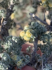 Artemisia spinescens
