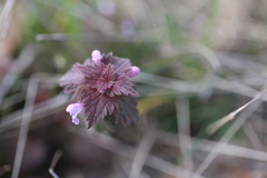 Lamium hybridum