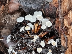 Calycellina alniella