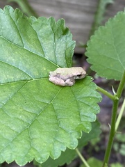 Hyla versicolor
