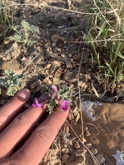 Astragalus amphioxys