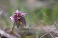 Lamium hybridum