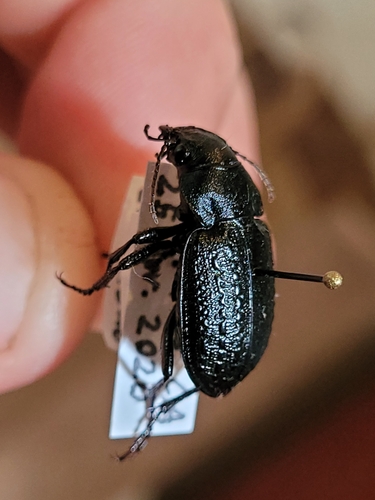 Calosoma cancellatum photo 5
