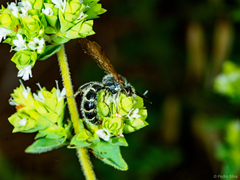 Colpa quinquecincta