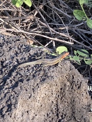 Microlophus indefatigabilis