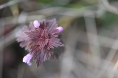 Lamium hybridum