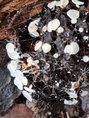 Calycellina alniella