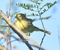 Vireo pallens