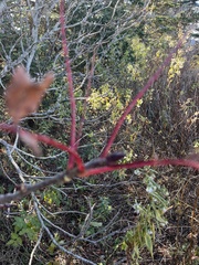 Sorbus decora