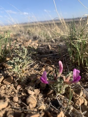 Astragalus amphioxys