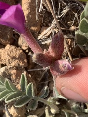 Astragalus amphioxys