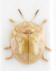 Charidotella