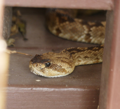Crotalus molossus molossus
