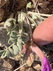 Astragalus amphioxys