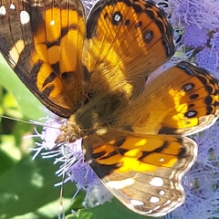 Vanessa virginiensis