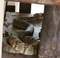 Crotalus molossus molossus