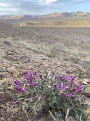 Astragalus amphioxys