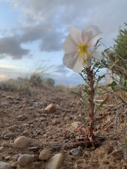 Oenothera pallida