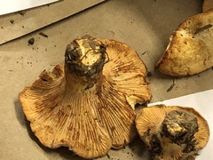 Cantharellus subalbidus