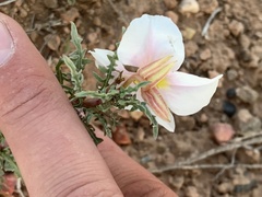 Oenothera pallida