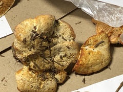 Cantharellus subalbidus