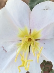Oenothera pallida