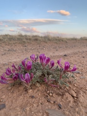 Astragalus amphioxys