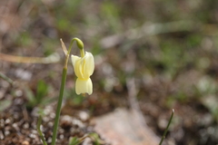 Narcissus triandrus pallidulus