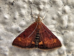 Pyrausta californicalis