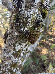 Sorbus decora