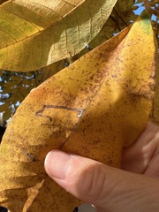 Stigmella betulicola