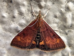 Pyrausta californicalis