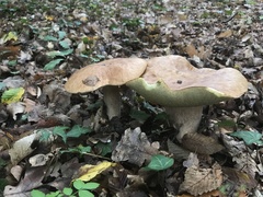 Boletus edulis
