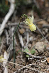 Narcissus triandrus pallidulus