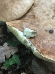 Boletus edulis