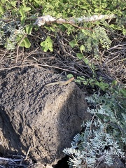 Microlophus indefatigabilis