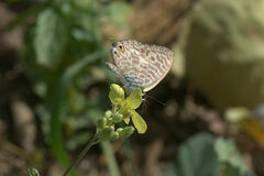 Leptotes pirithous