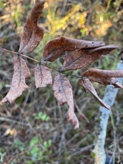 Sorbus decora