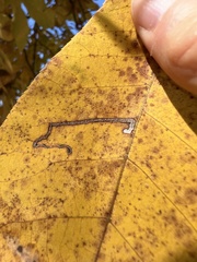 Stigmella betulicola