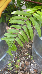 Nephrolepis exaltata