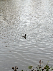 Fulica americana americana