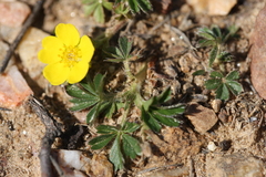 Potentilla verna