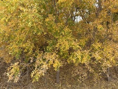 Sapindaceae