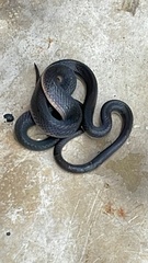 Lycodonomorphus rufulus