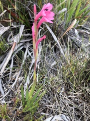 Watsonia coccinea