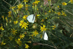 Pieris rapae