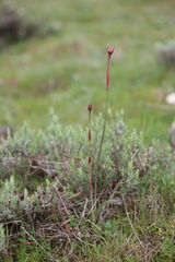 Armeria arenaria