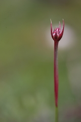 Armeria arenaria